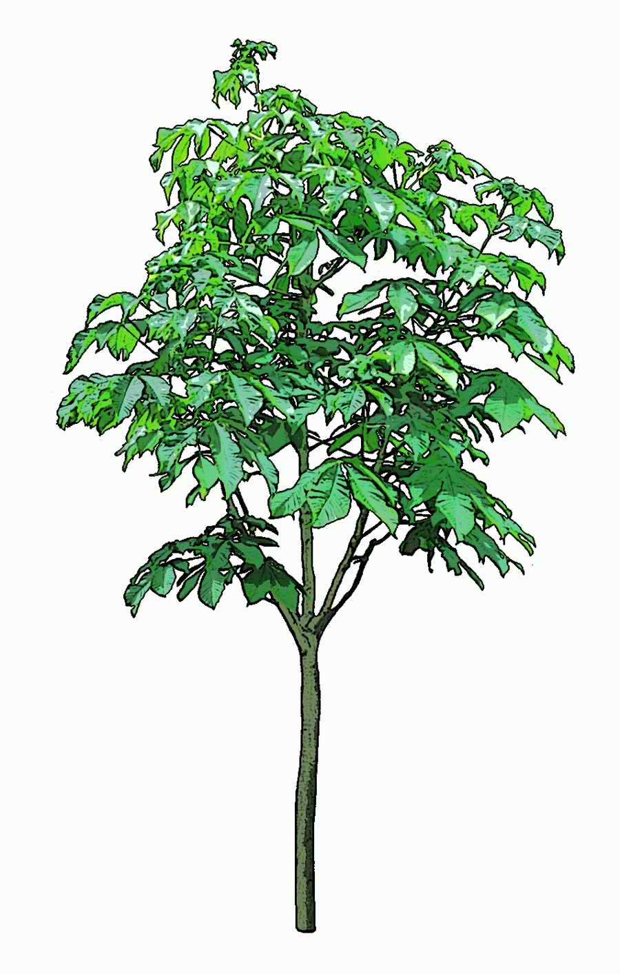 Trees and Shrubs 2 - TenkeiKoubou ></a>
<script language=JavaScript> 
  var txt = 