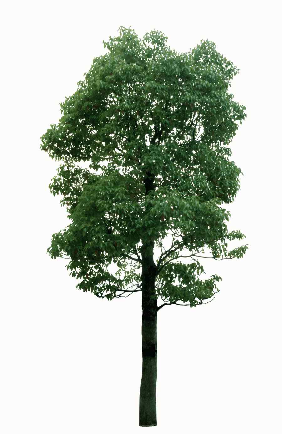 Trees and Shrubs 2 - TenkeiKoubou ></a>
<script language=JavaScript> 
  var txt = 