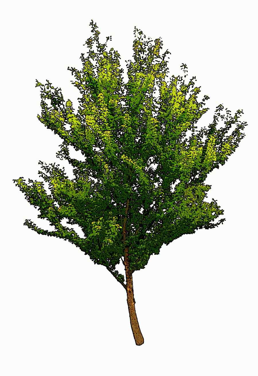 Trees and Shrubs 2 - TenkeiKoubou ></a>
<script language=JavaScript> 
  var txt = 