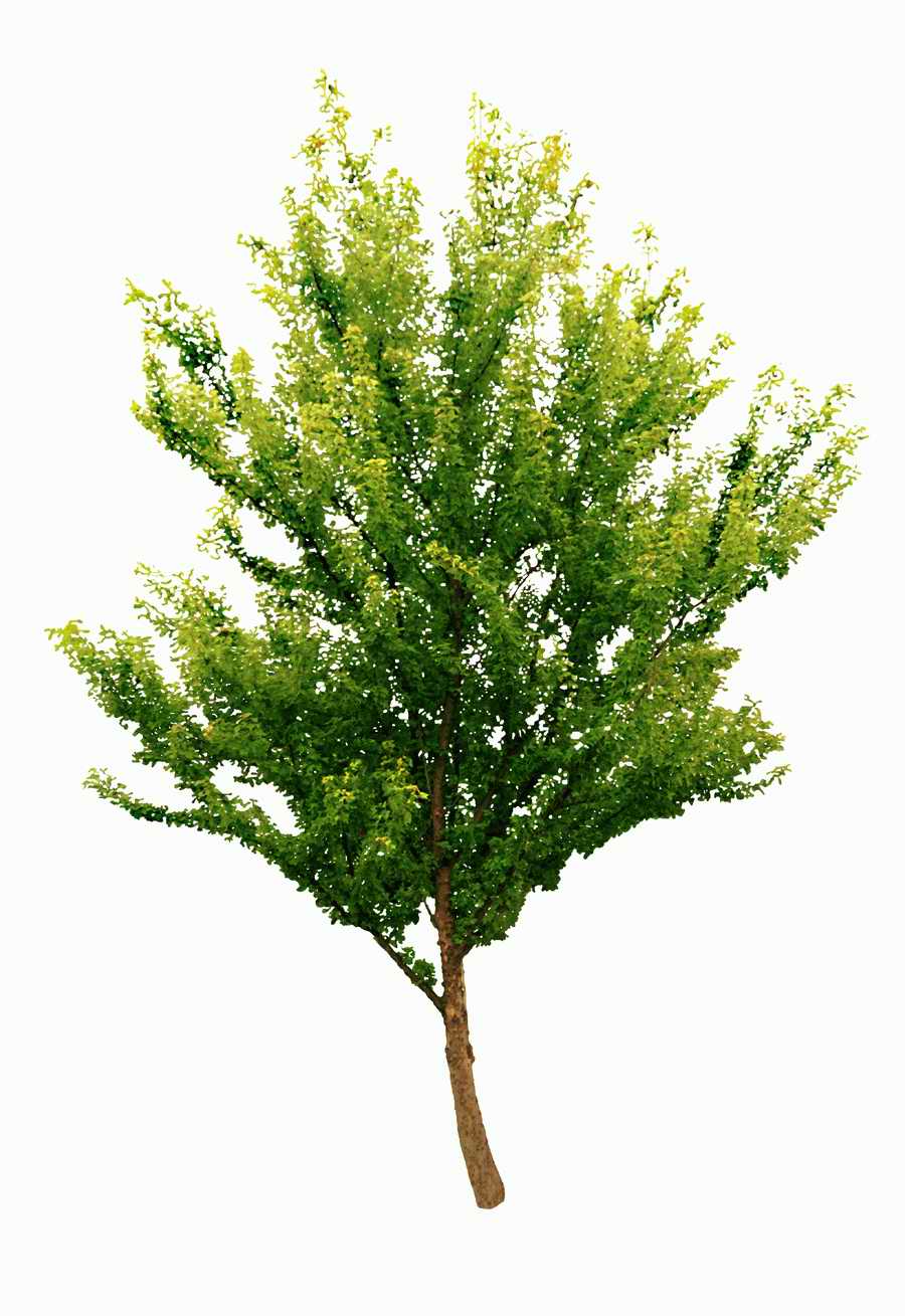 Trees and Shrubs 2 - TenkeiKoubou ></a>
<script language=JavaScript> 
  var txt = 