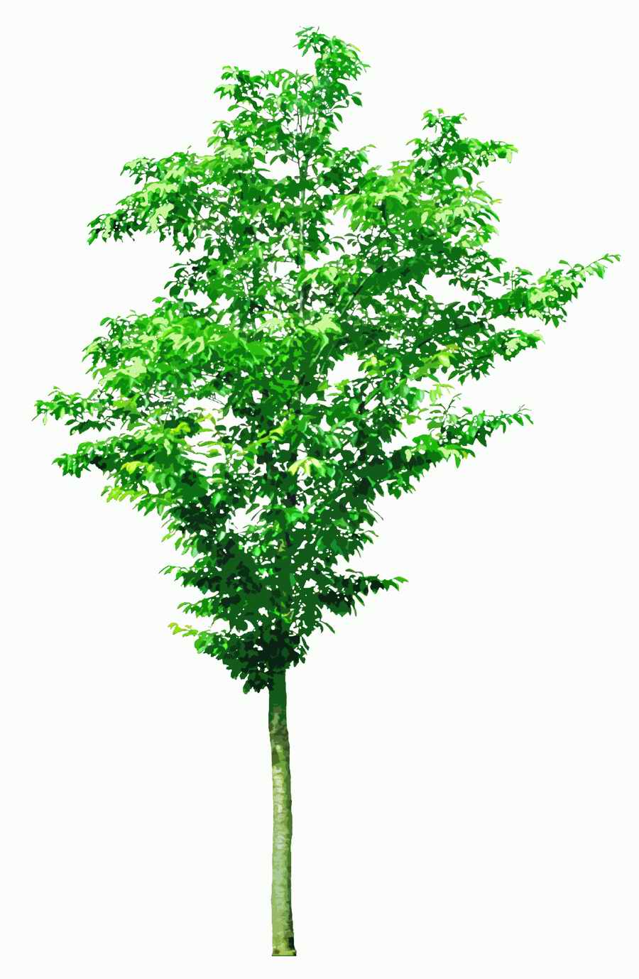 Trees and Shrubs 2 - TenkeiKoubou ></a>
<script language=JavaScript> 
  var txt = 