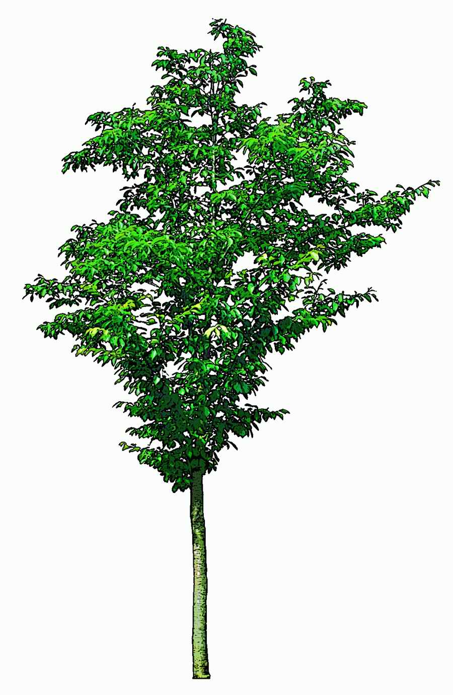 Trees and Shrubs 2 - TenkeiKoubou ></a>
<script language=JavaScript> 
  var txt = 