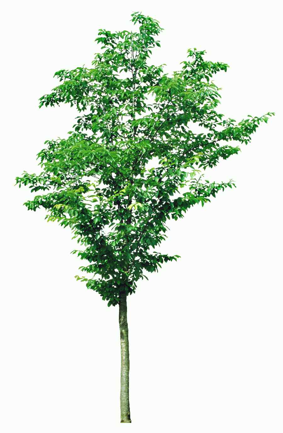 Trees and Shrubs 2 - TenkeiKoubou ></a>
<script language=JavaScript> 
  var txt = 