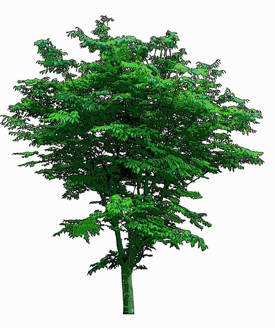 Trees and Shrubs 2 - TenkeiKoubou ></a>
<script language=JavaScript> 
  var txt = 