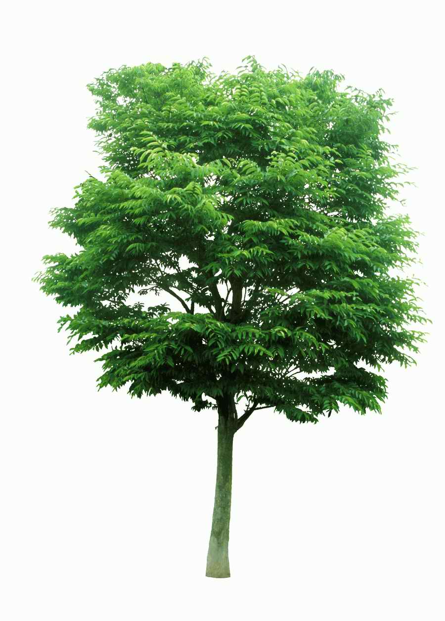 Trees and Shrubs 2 - TenkeiKoubou ></a>
<script language=JavaScript> 
  var txt = 