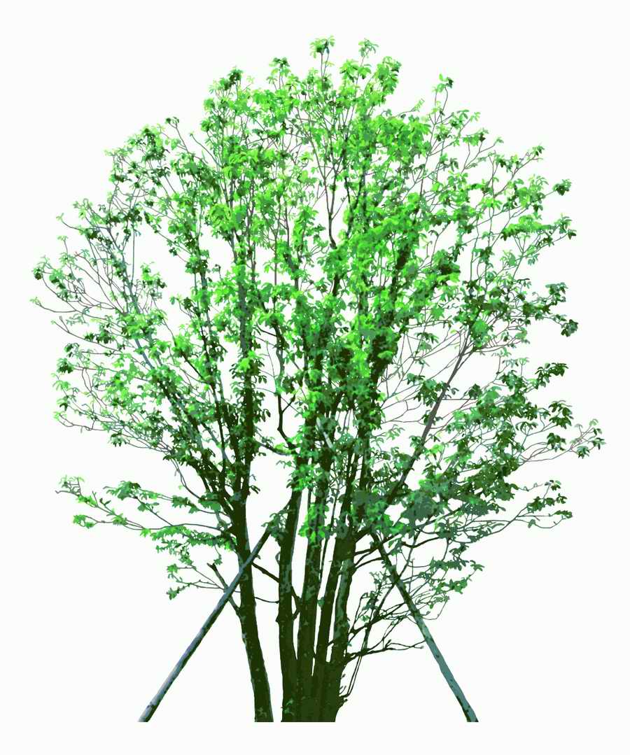 Trees and Shrubs 2 - TenkeiKoubou ></a>
<script language=JavaScript> 
  var txt = 