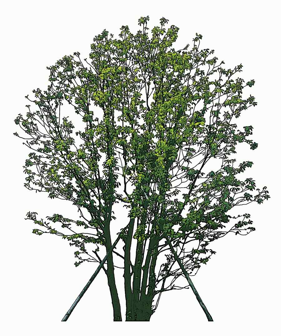 Trees and Shrubs 2 - TenkeiKoubou ></a>
<script language=JavaScript> 
  var txt = 