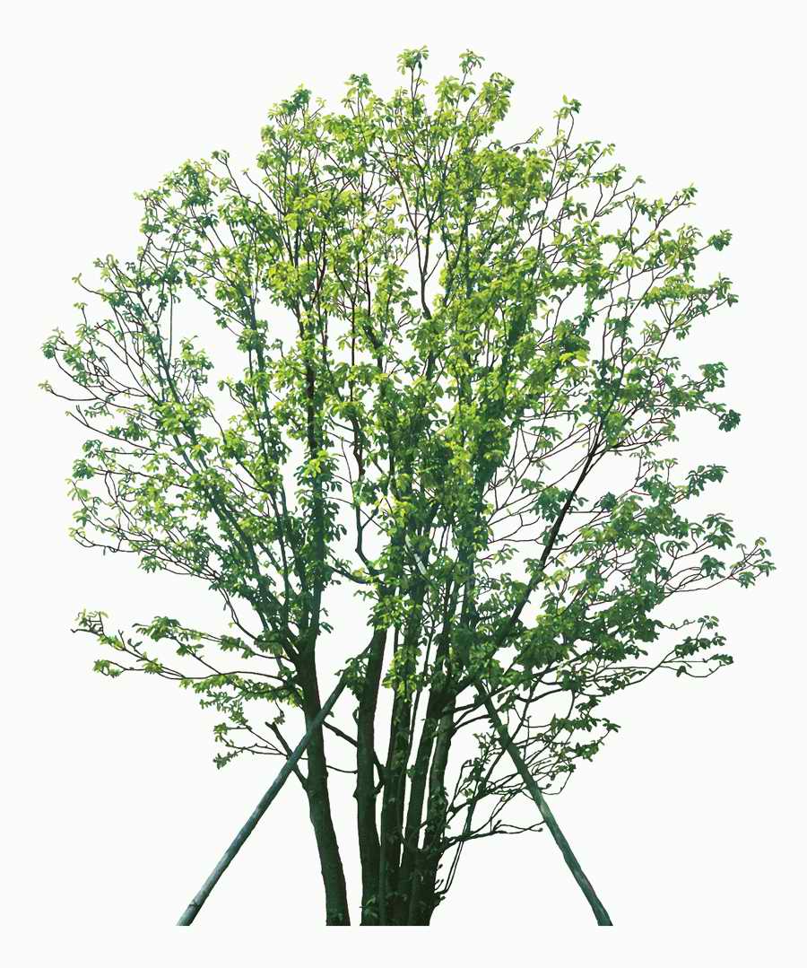 Trees and Shrubs 2 - TenkeiKoubou ></a>
<script language=JavaScript> 
  var txt = 