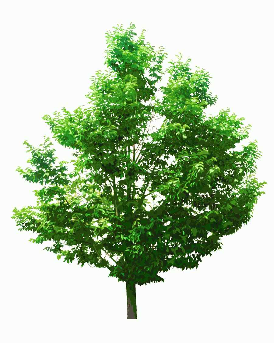 Trees and Shrubs 2 - TenkeiKoubou ></a>
<script language=JavaScript> 
  var txt = 