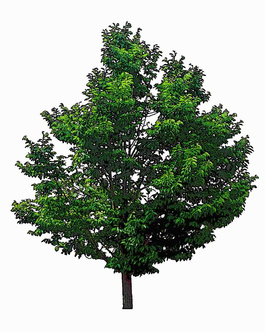 Trees and Shrubs 2 - TenkeiKoubou ></a>
<script language=JavaScript> 
  var txt = 