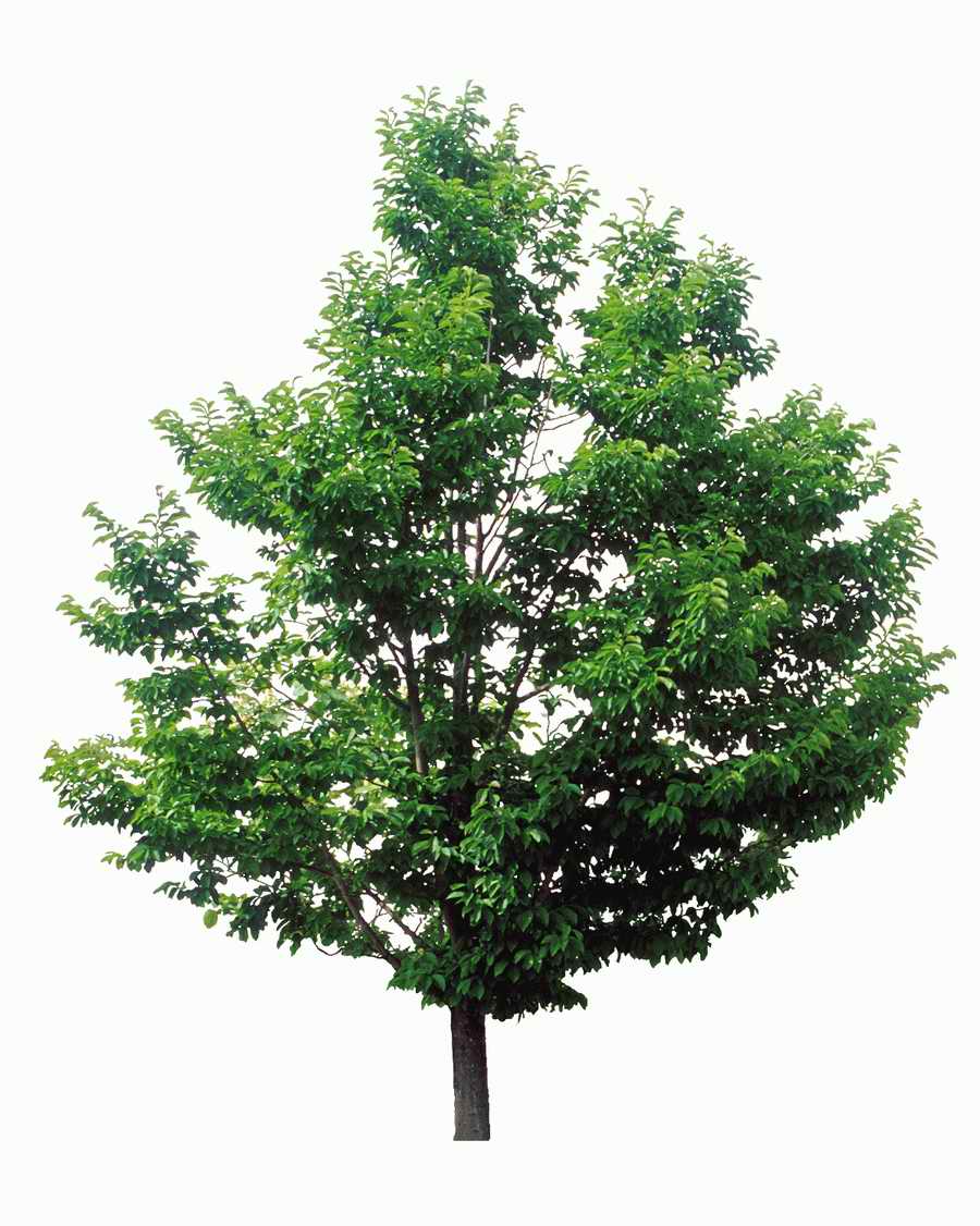 Trees and Shrubs 2 - TenkeiKoubou ></a>
<script language=JavaScript> 
  var txt = 