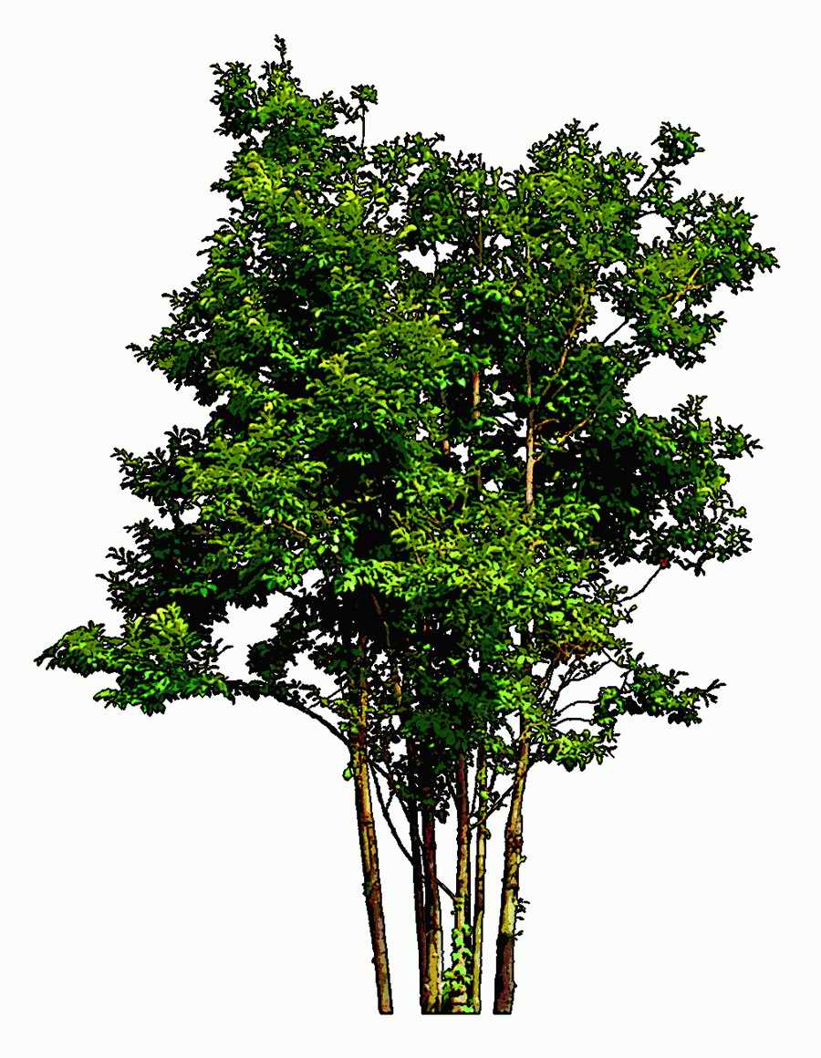 Trees and Shrubs 2 - TenkeiKoubou ></a>
<script language=JavaScript> 
  var txt = 