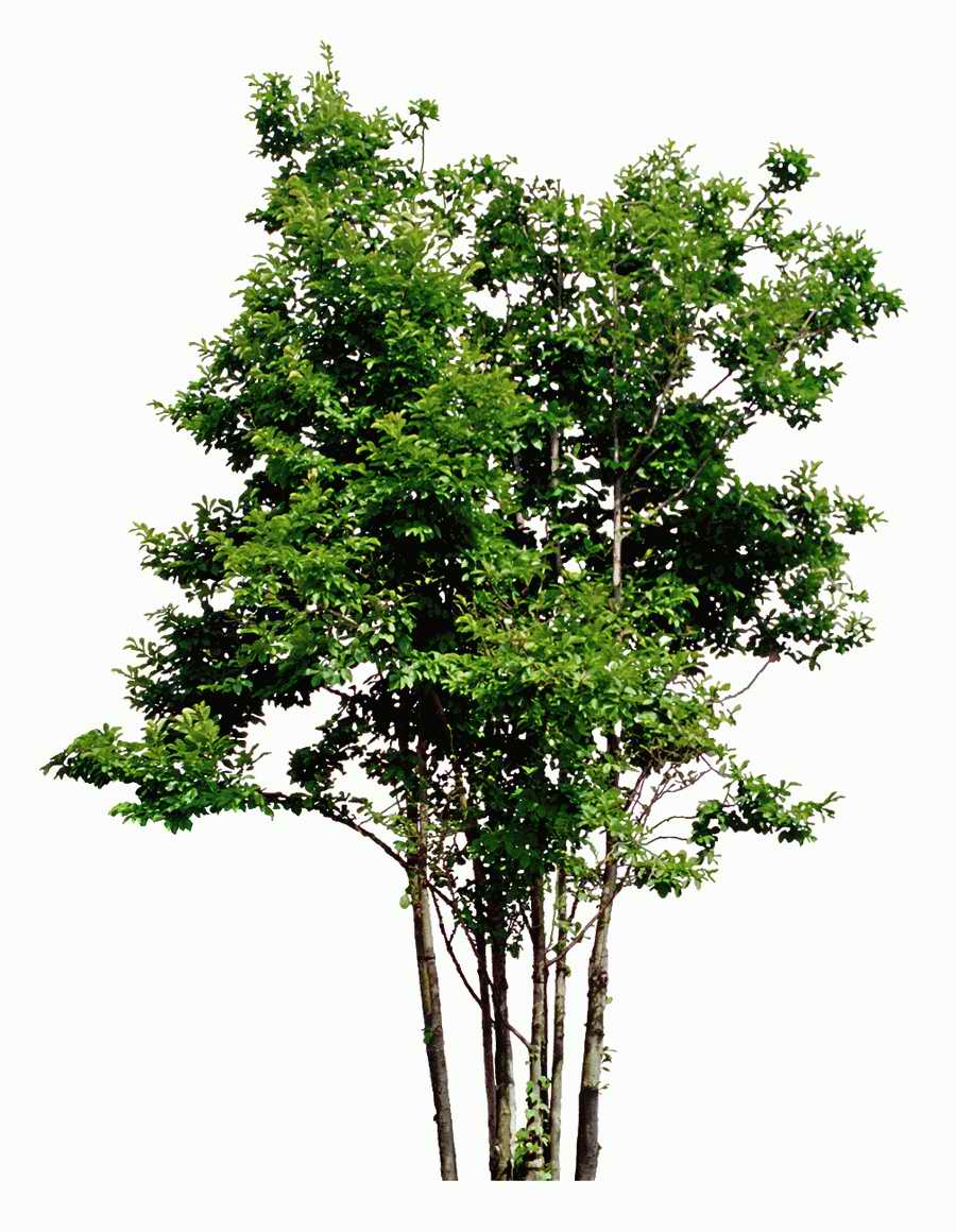 Trees and Shrubs 2 - TenkeiKoubou ></a>
<script language=JavaScript> 
  var txt = 