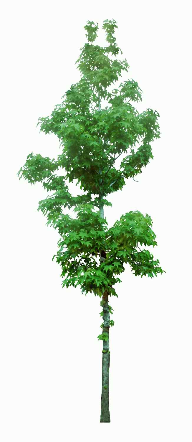 Trees and Shrubs 2 - TenkeiKoubou ></a>
<script language=JavaScript> 
  var txt = 