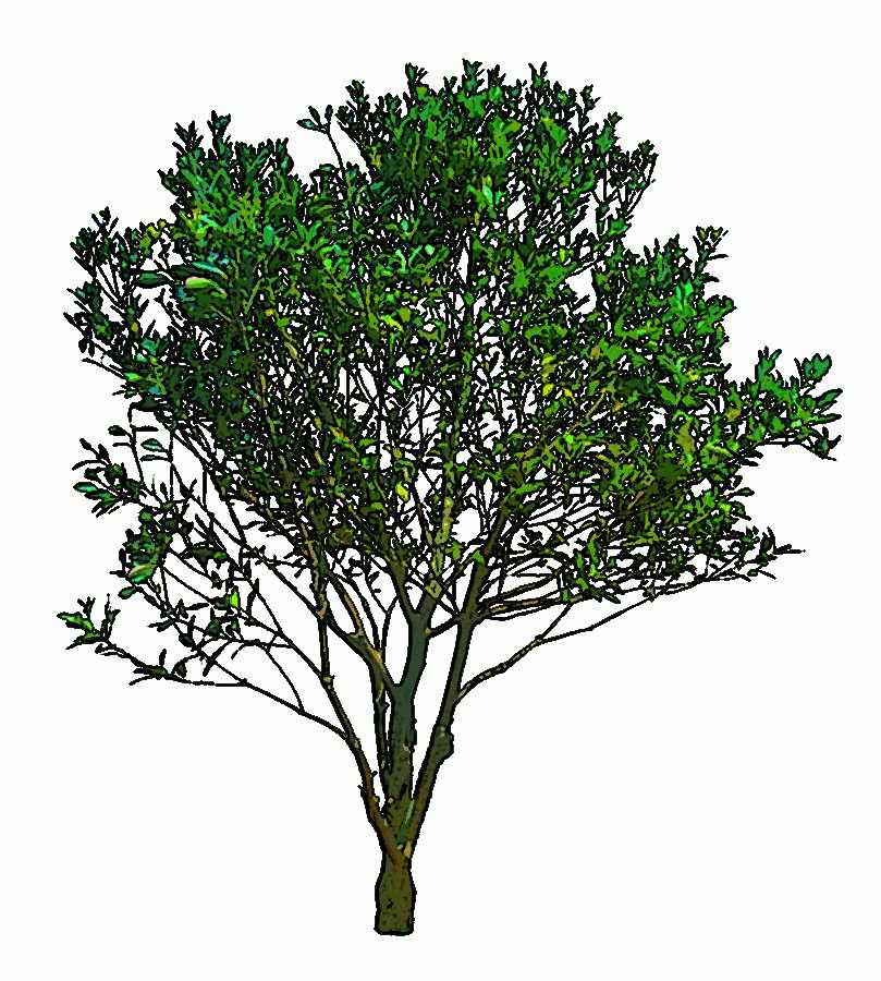 Trees and Shrubs 2 - TenkeiKoubou ></a>
<script language=JavaScript> 
  var txt = 