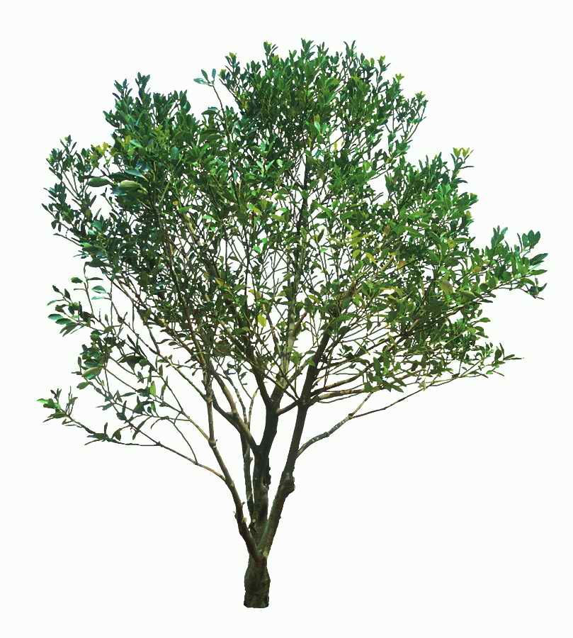 Trees and Shrubs 2 - TenkeiKoubou ></a>
<script language=JavaScript> 
  var txt = 