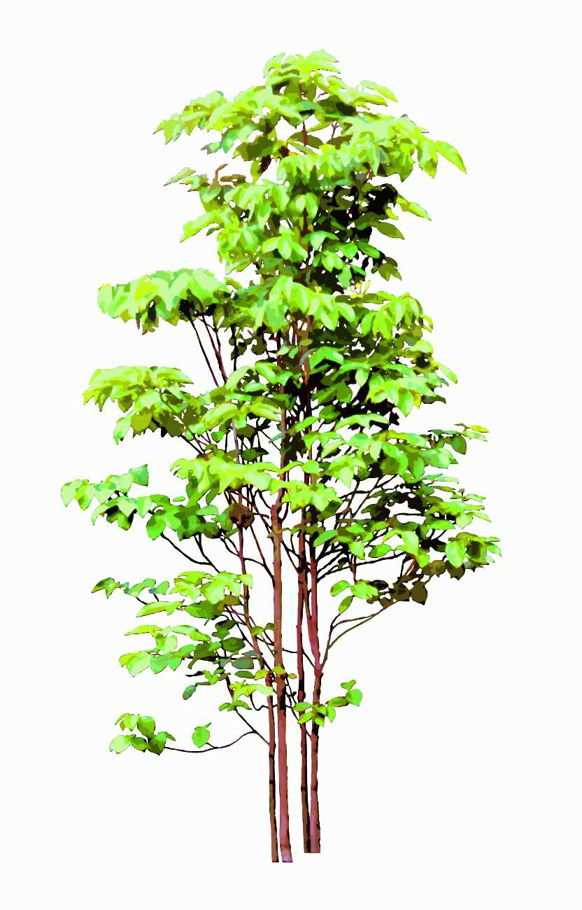 Trees and Shrubs 2 - TenkeiKoubou ></a>
<script language=JavaScript> 
  var txt = 