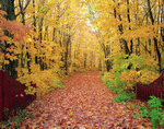 VisualDisk: Autumn 