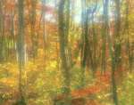 VisualDisk: Autumn 