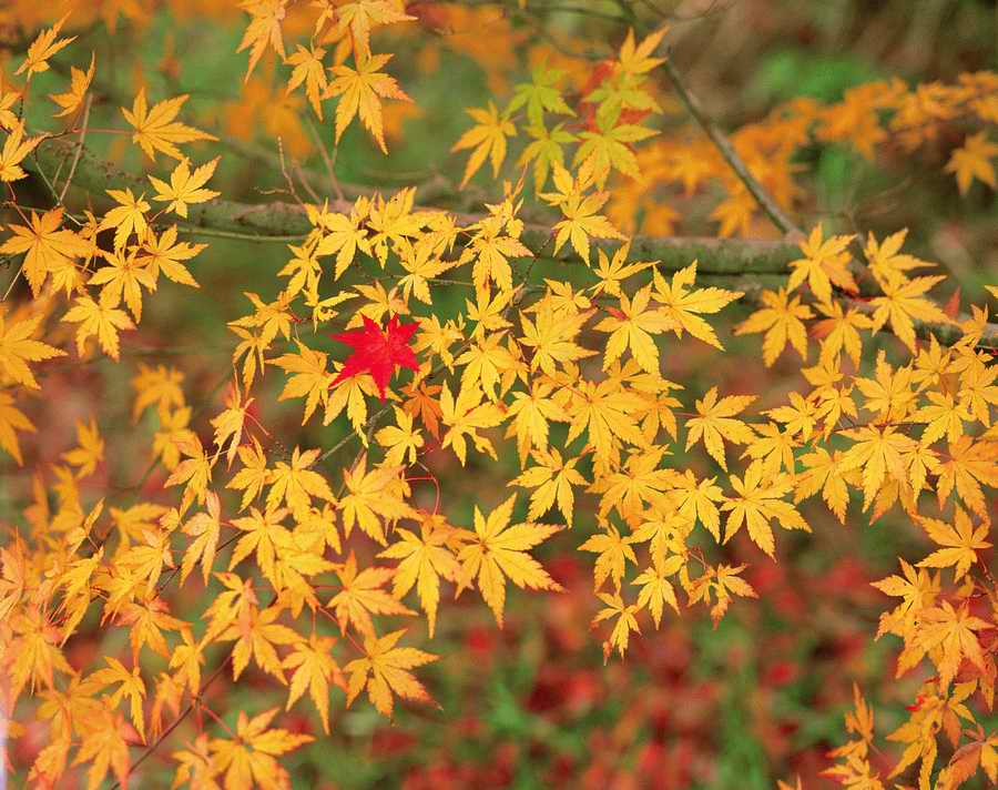 Autumn - VisualDisk ></a>
<script language=JavaScript> 
  var txt = 