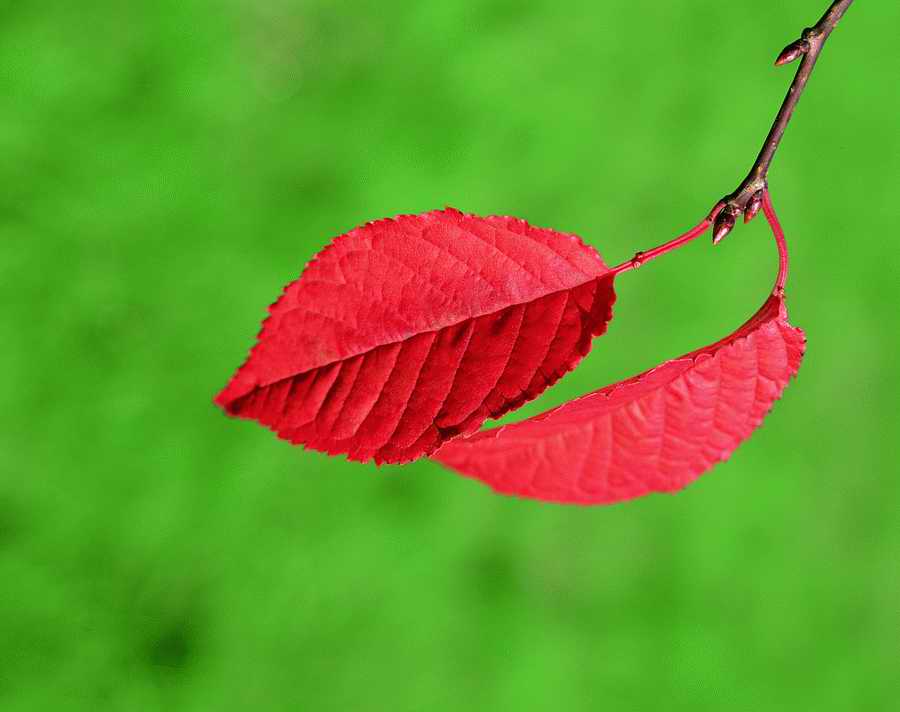 Autumn - VisualDisk ></a>
<script language=JavaScript> 
  var txt = 