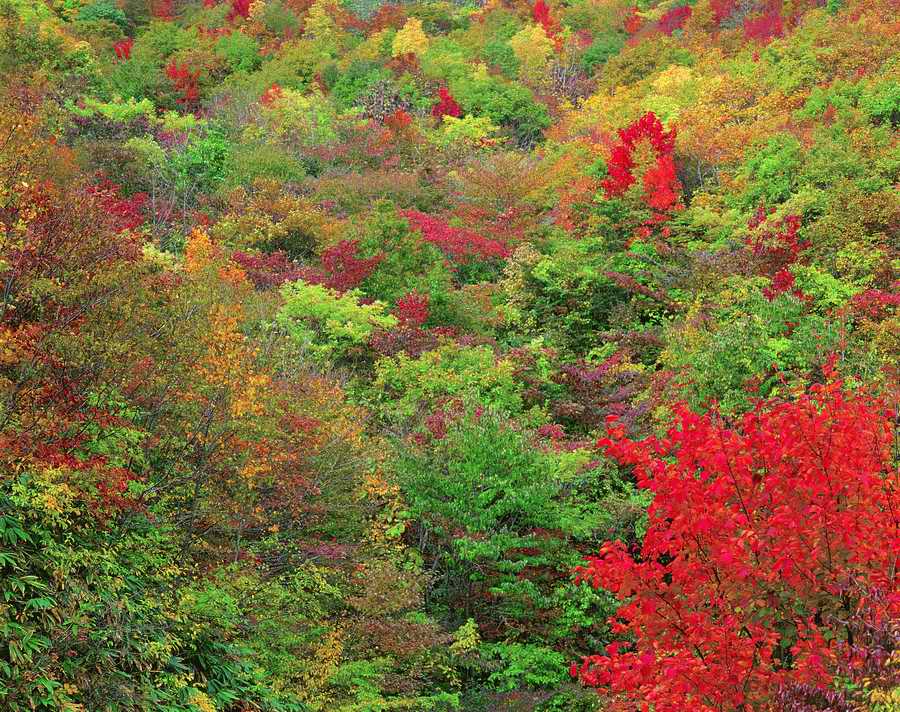 Autumn - VisualDisk ></a>
<script language=JavaScript> 
  var txt = 