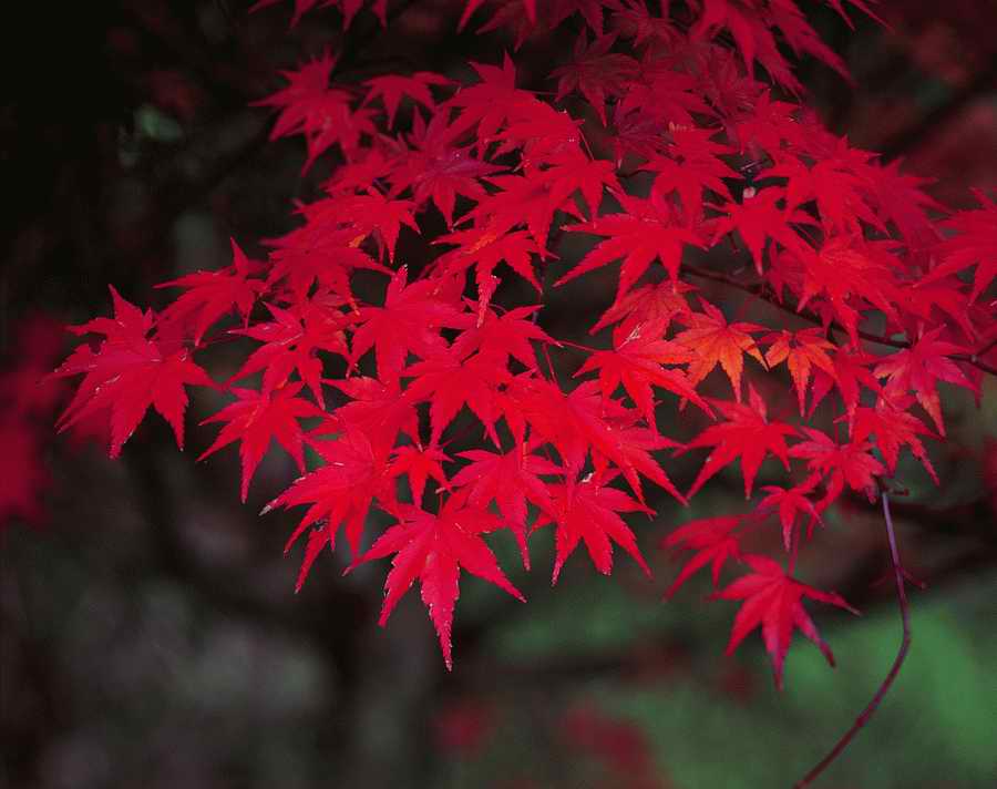 Autumn - VisualDisk ></a>
<script language=JavaScript> 
  var txt = 