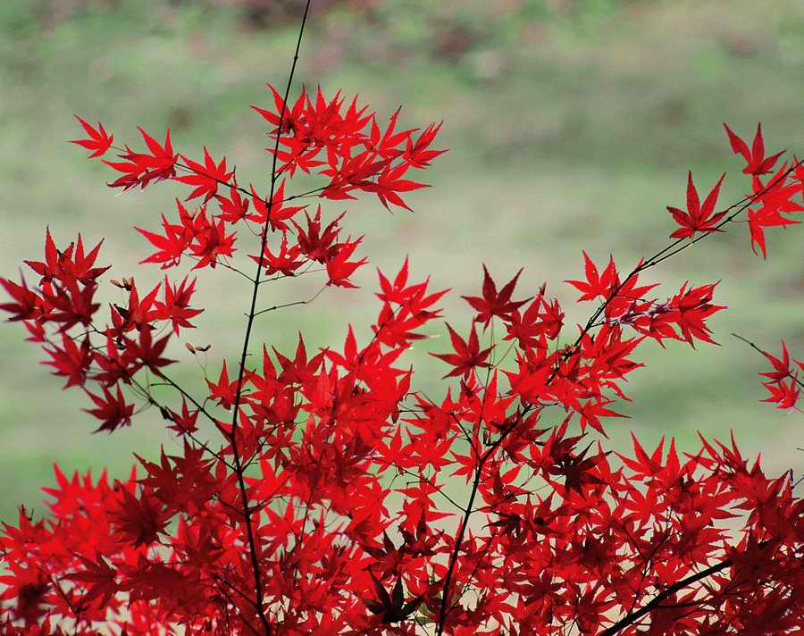 Autumn - VisualDisk ></a>
<script language=JavaScript> 
  var txt = 