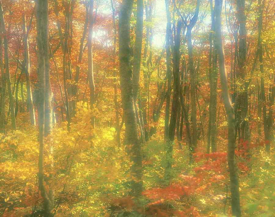 Autumn - VisualDisk ></a>
<script language=JavaScript> 
  var txt = 