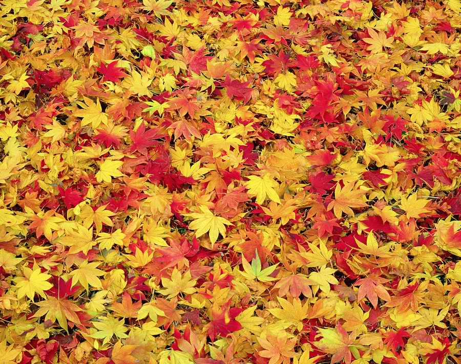 Autumn - VisualDisk ></a>
<script language=JavaScript> 
  var txt = 