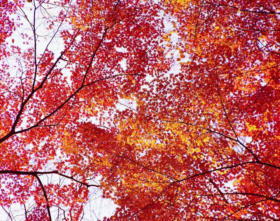 Autumn - VisualDisk ></a>
<script language=JavaScript> 
  var txt = 