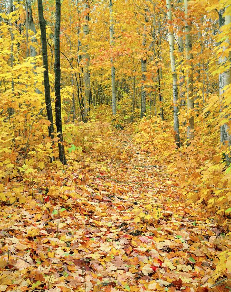 Autumn - VisualDisk ></a>
<script language=JavaScript> 
  var txt = 