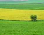 VisualDisk: Meadow 