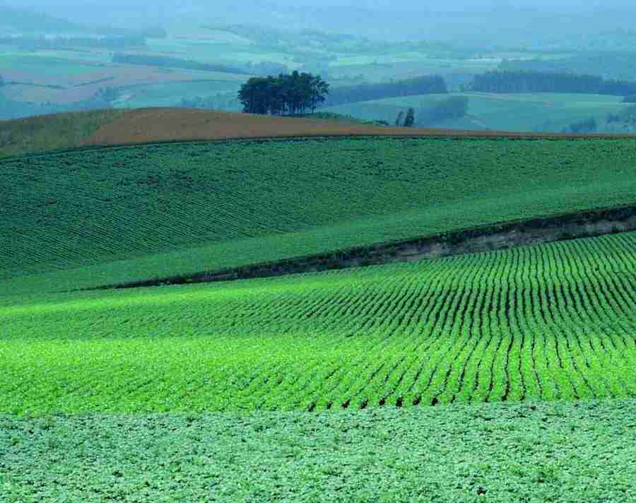 Meadow - VisualDisk ></a>
<script language=JavaScript> 
  var txt = 