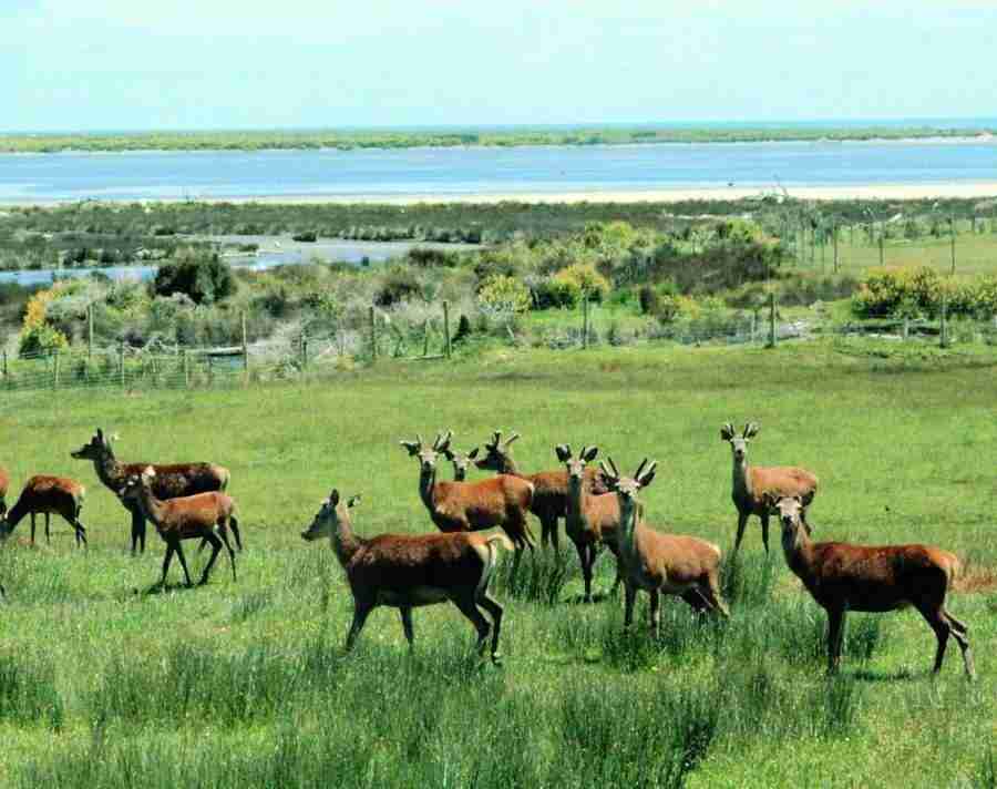 Meadow - VisualDisk ></a>
<script language=JavaScript> 
  var txt = 