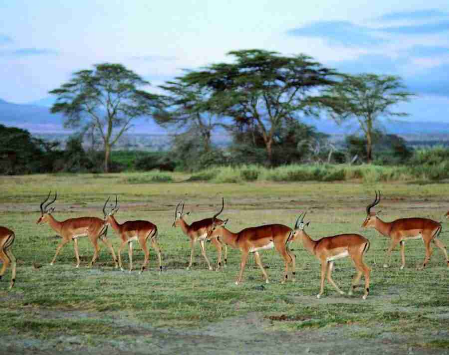 Meadow - VisualDisk ></a>
<script language=JavaScript> 
  var txt = 