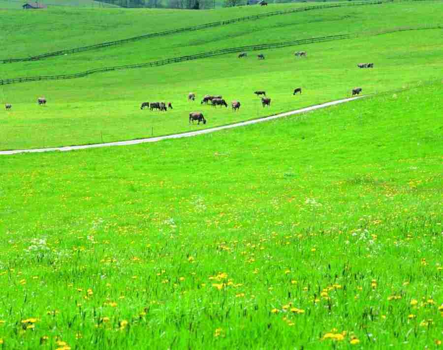 Meadow - VisualDisk ></a>
<script language=JavaScript> 
  var txt = 