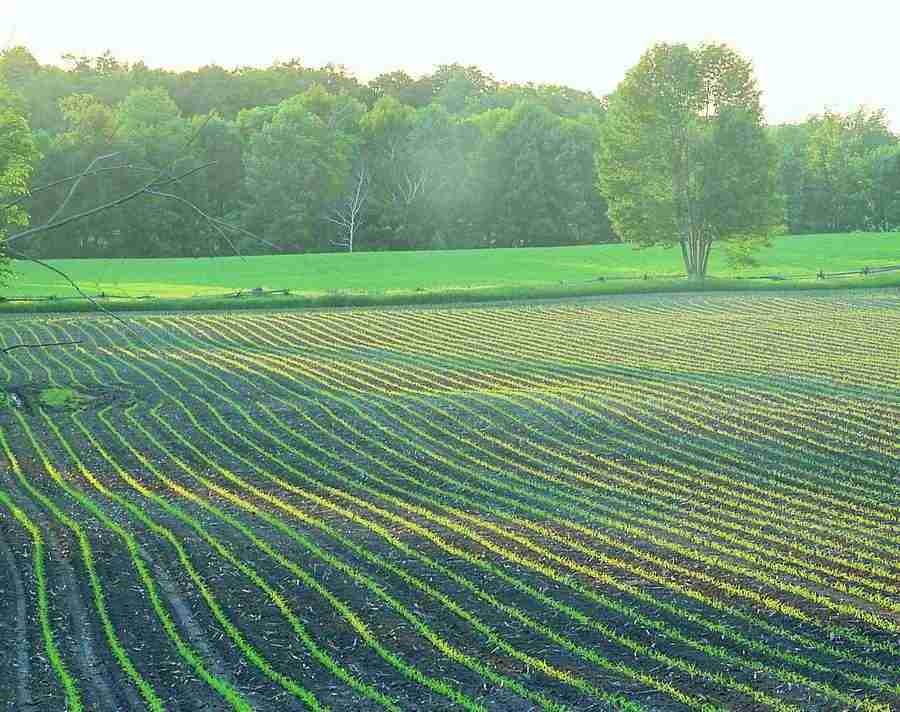 Meadow - VisualDisk ></a>
<script language=JavaScript> 
  var txt = 