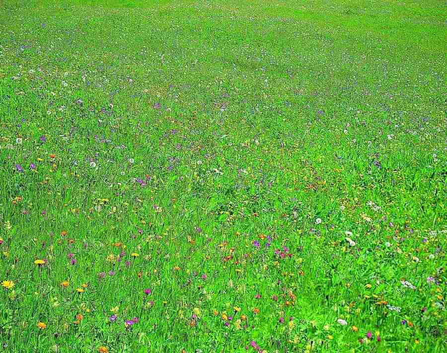 Meadow - VisualDisk ></a>
<script language=JavaScript> 
  var txt = 