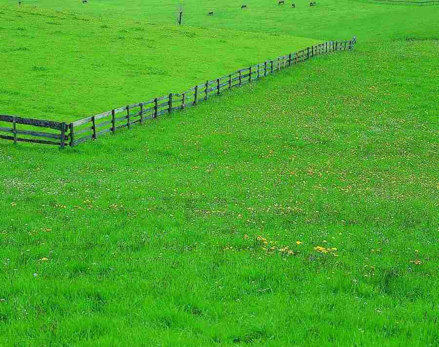 Meadow - VisualDisk ></a>
<script language=JavaScript> 
  var txt = 