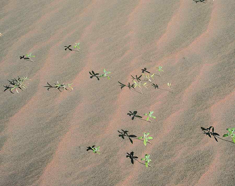 Sand - VisualDisk ></a>
<script language=JavaScript> 
  var txt = 