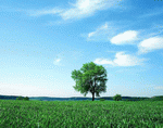 VisualDisk: Trees 
