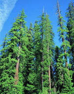 VisualDisk: Trees 
