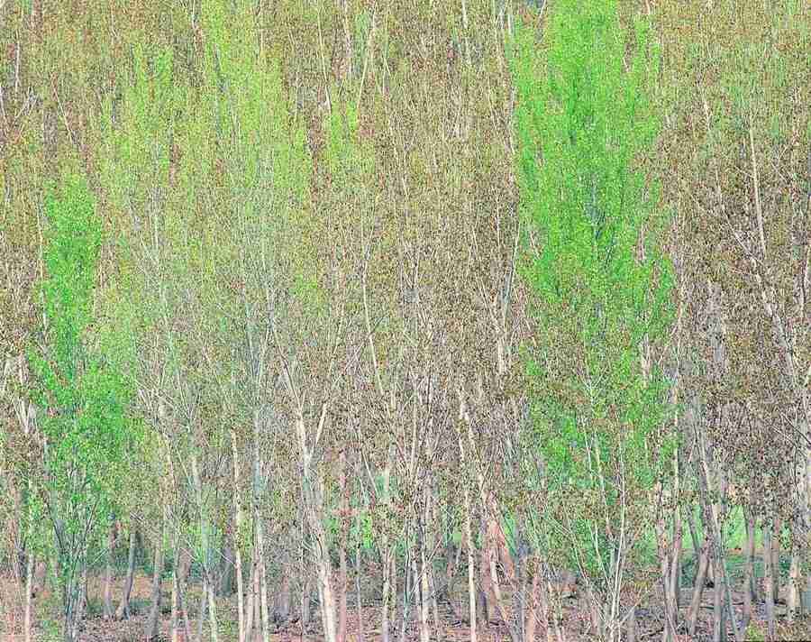 Trees - VisualDisk ></a>
<script language=JavaScript> 
  var txt = 