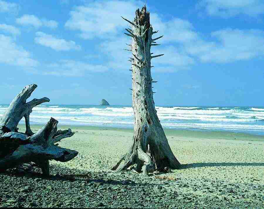 Trees - VisualDisk ></a>
<script language=JavaScript> 
  var txt = 