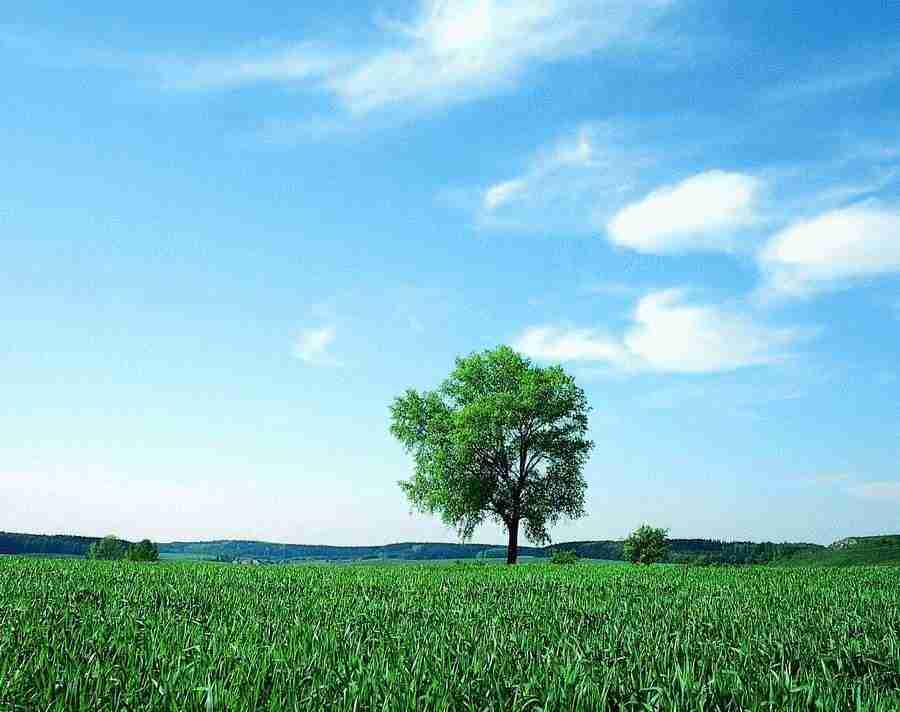 Trees - VisualDisk ></a>
<script language=JavaScript> 
  var txt = 