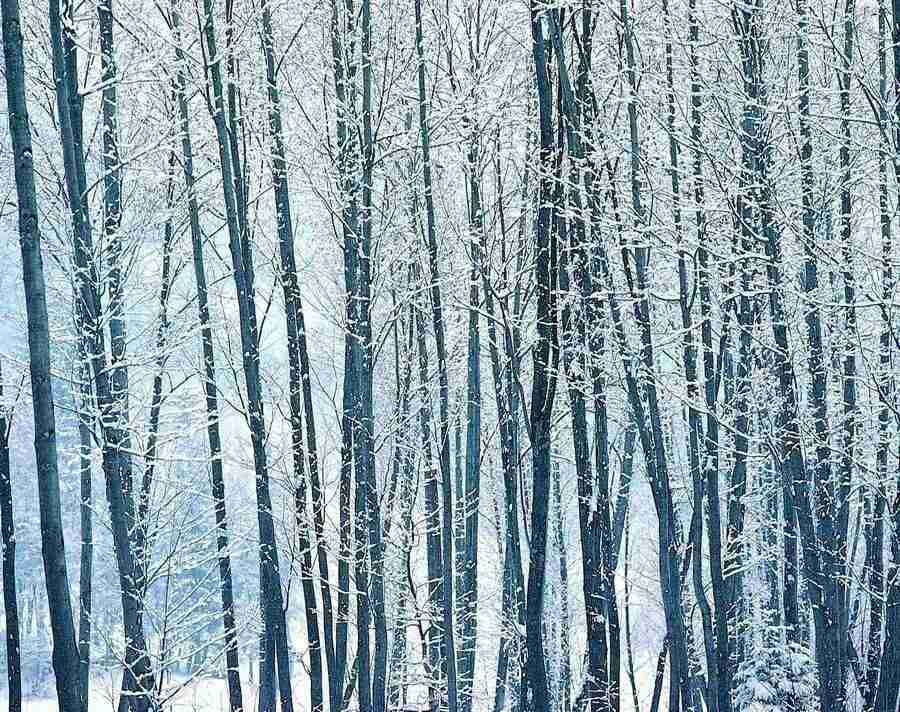 Trees - VisualDisk ></a>
<script language=JavaScript> 
  var txt = 