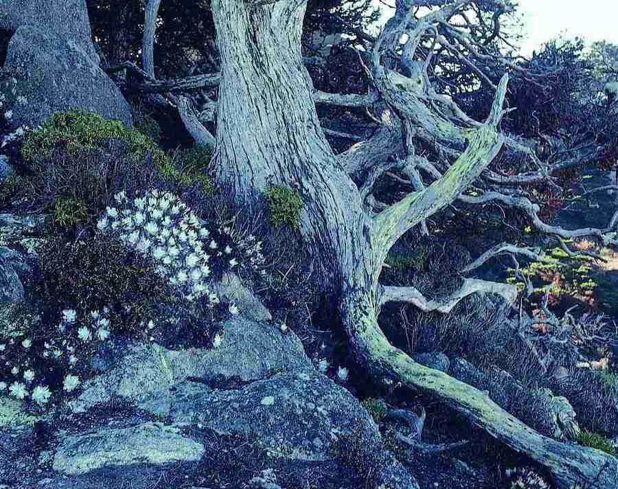 Trees - VisualDisk ></a>
<script language=JavaScript> 
  var txt = 