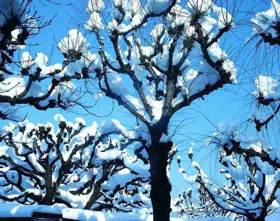Trees - VisualDisk ></a>
<script language=JavaScript> 
  var txt = 
