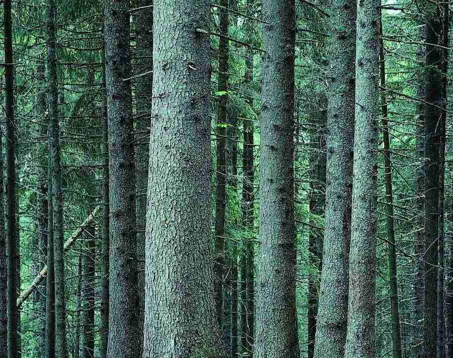 Trees - VisualDisk ></a>
<script language=JavaScript> 
  var txt = 